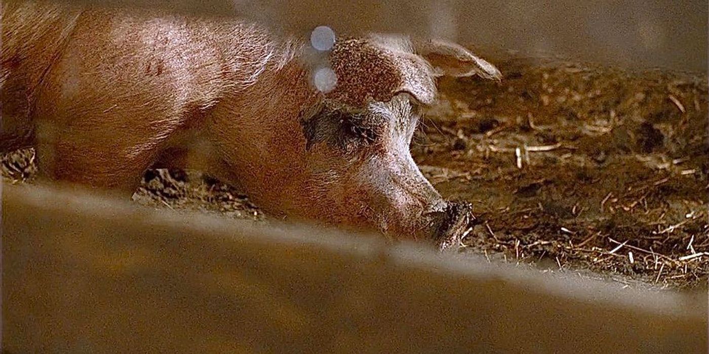 A pig eating human remains in Criminal Minds.