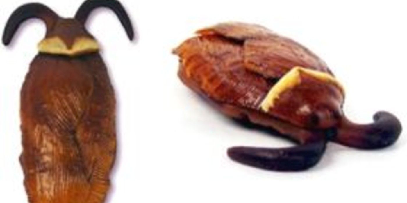 Cockroach Clusters