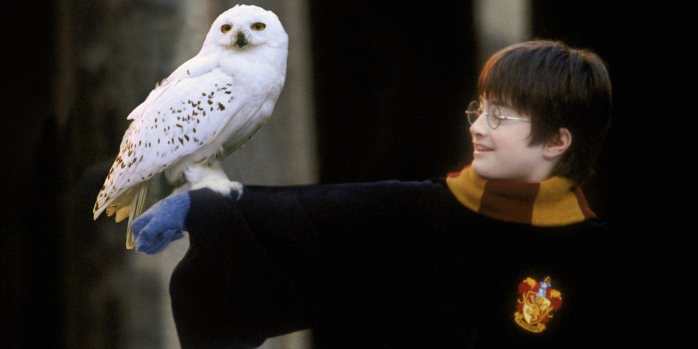 Hedwig with Harry Potter