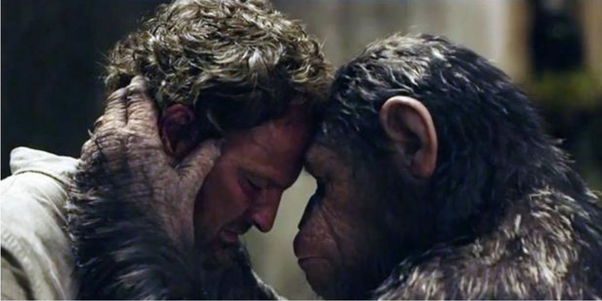 Human And Ape Conflict