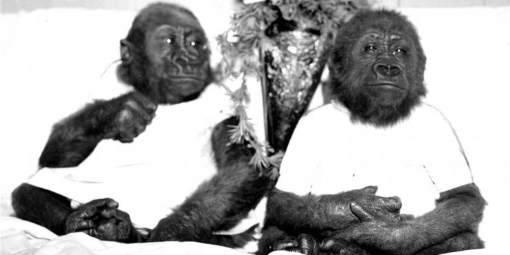 One Only Ivan True Story What Happened To The Real Gorilla