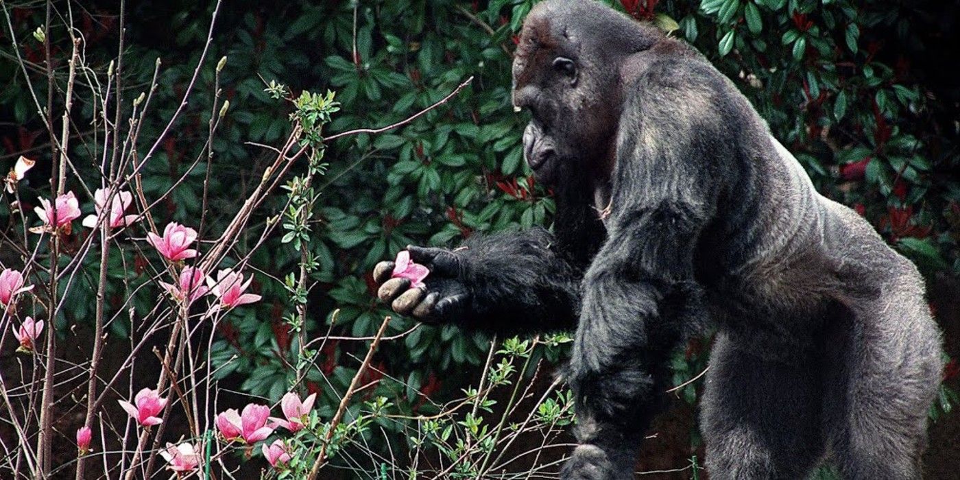 Ivan the Gorilla With Flower