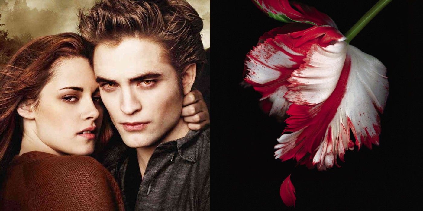 Twilight What Every Book Cover Really Means (Including Midnight Sun)