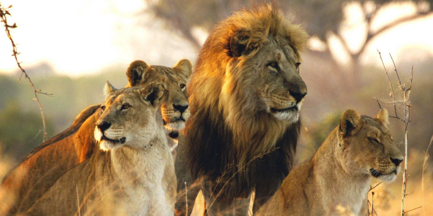 Savage Kingdom Lions