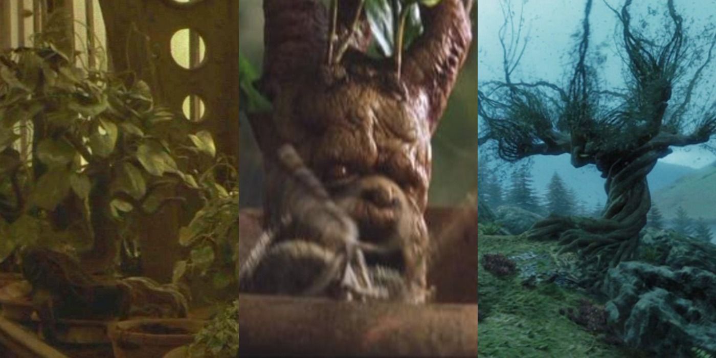 Split image of Harry Potter plants including a mandrake and whomping willow