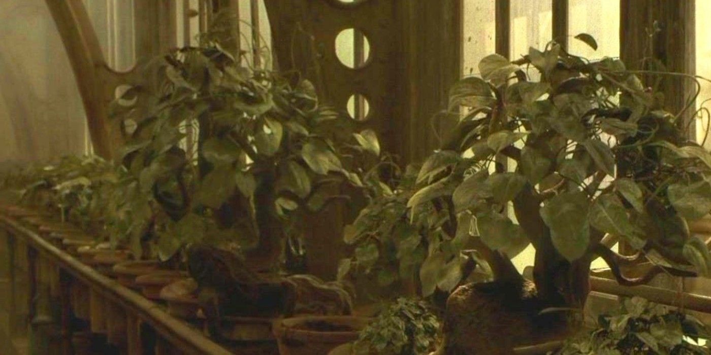 A group of plants in a greenhouse in Harry Potter