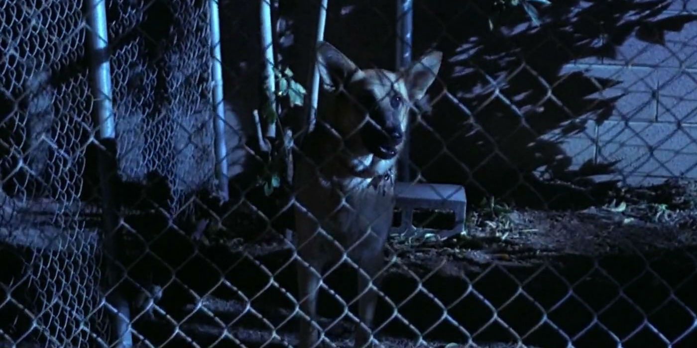 Terminator 2 - John Connor's Dog Max