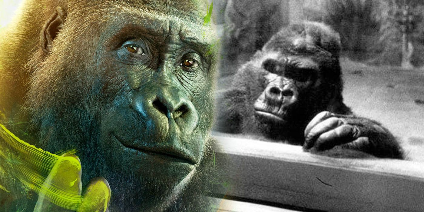 One & Only Ivan True Story: What Happened To The Real Gorilla