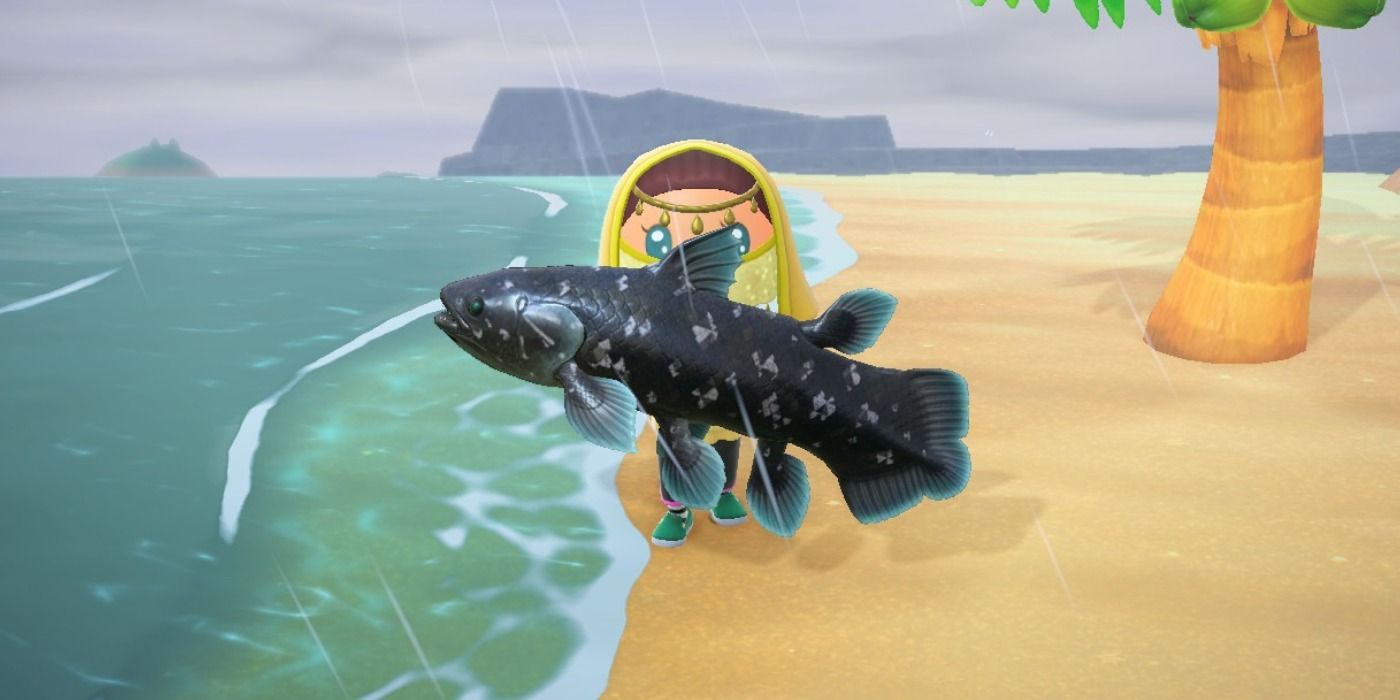 coelacanth animal crossing catch 1