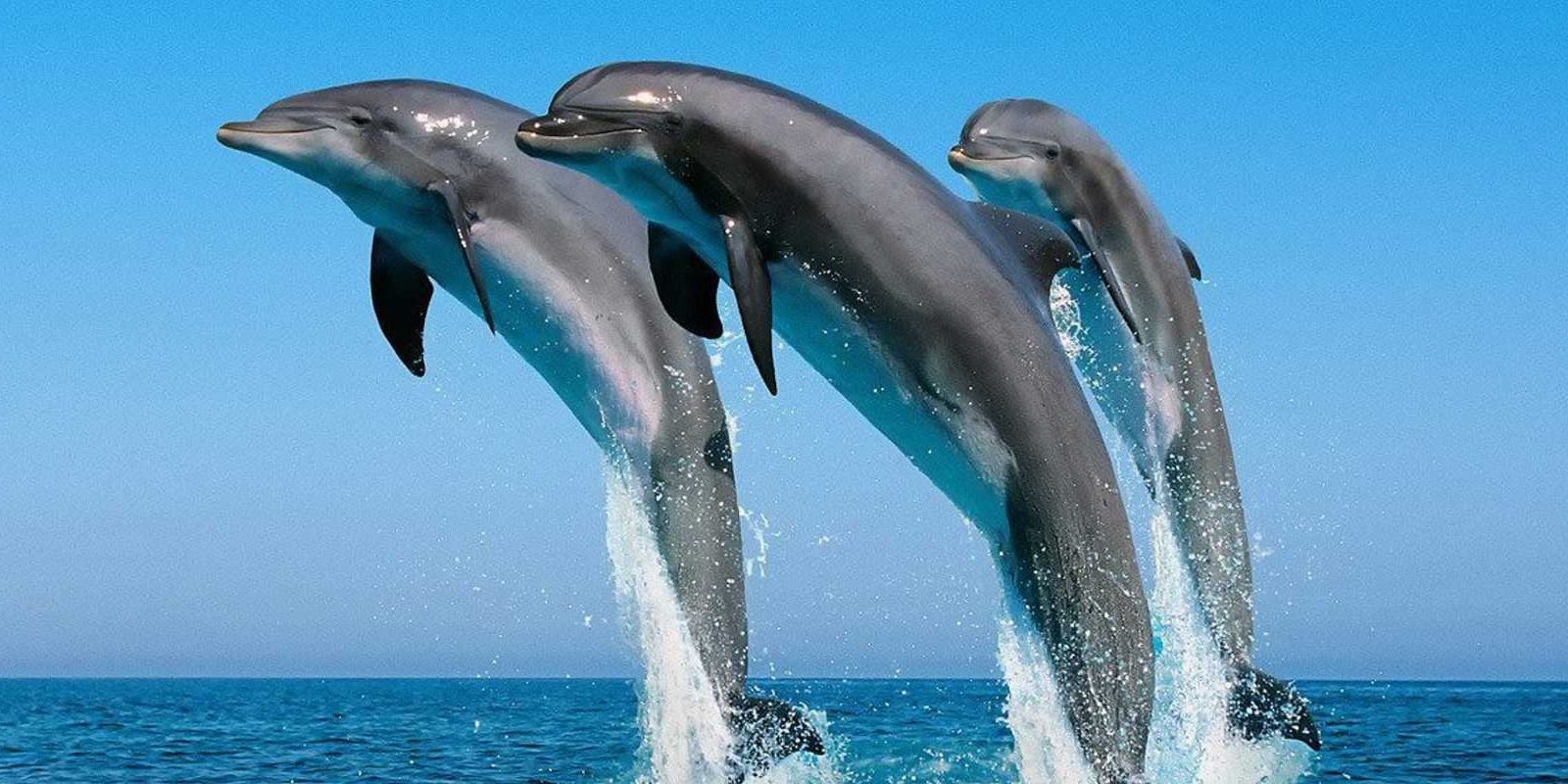 Dolphins leap out of the water in The Cove