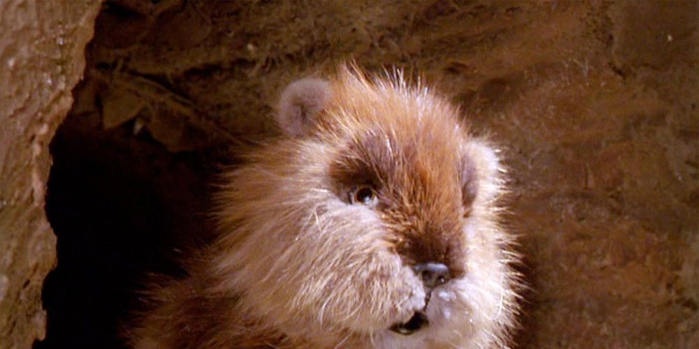 The Gopher In Caddyshack