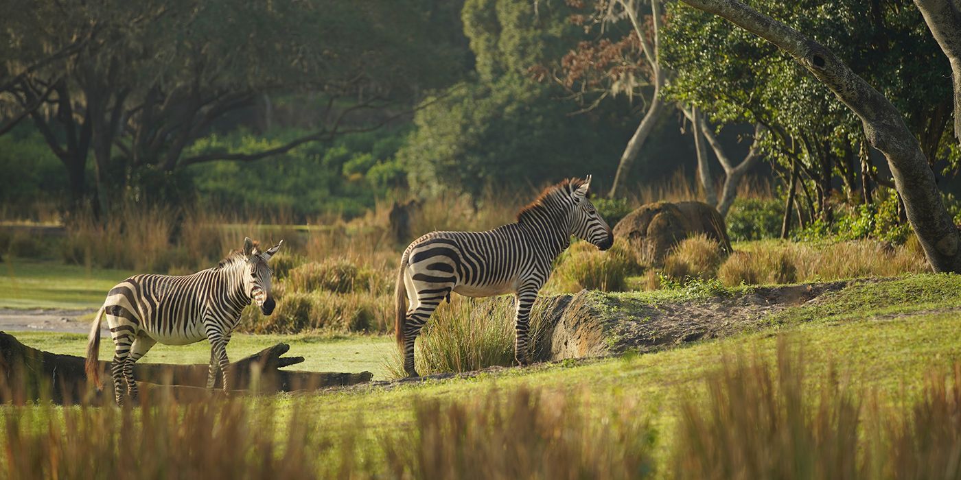 Zebras perto de um bebedouro em Magic of Disney's Animal Kingdom