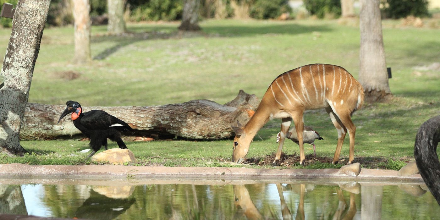 A deer drinks water from a pond in Magic of Disney's Animal Kingdom 