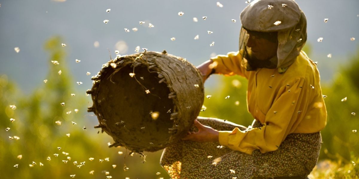 Beekeeper in honeyland (2019)
