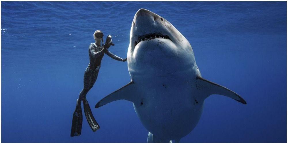 Ocean Ramsey Taking Picture Of Shark