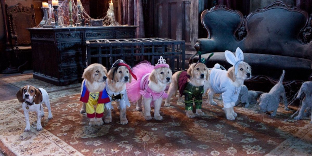 Golden Retriever puppies in Halloween costumes for the 2011 film Spooky Buddies