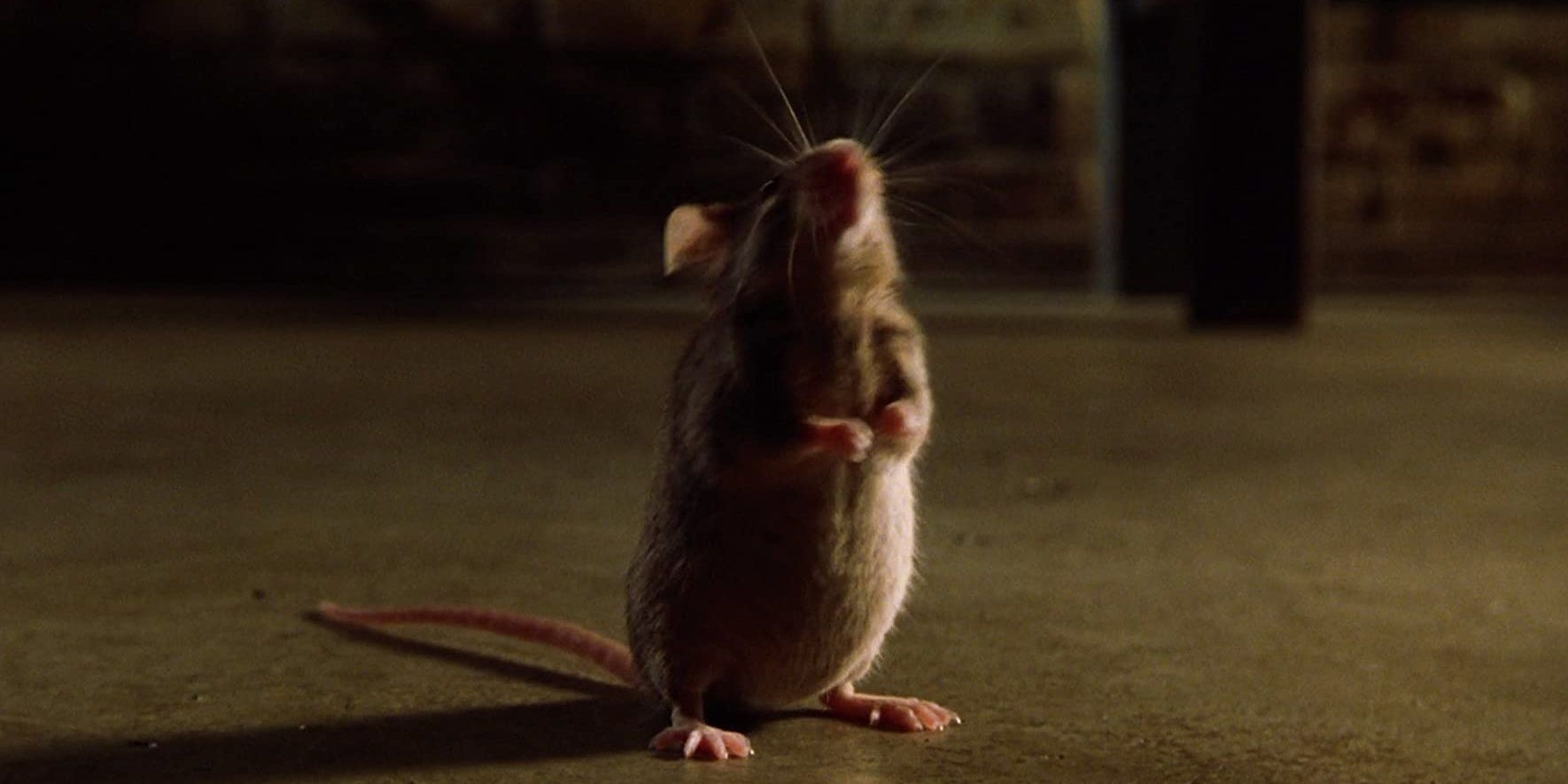 Mister Jingles the mouse in The Green Mile