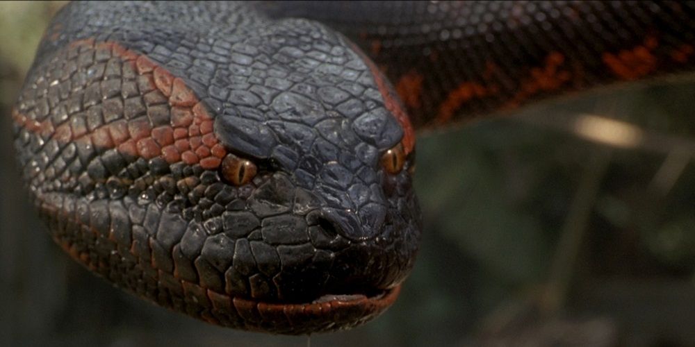 A snake in Anaconda