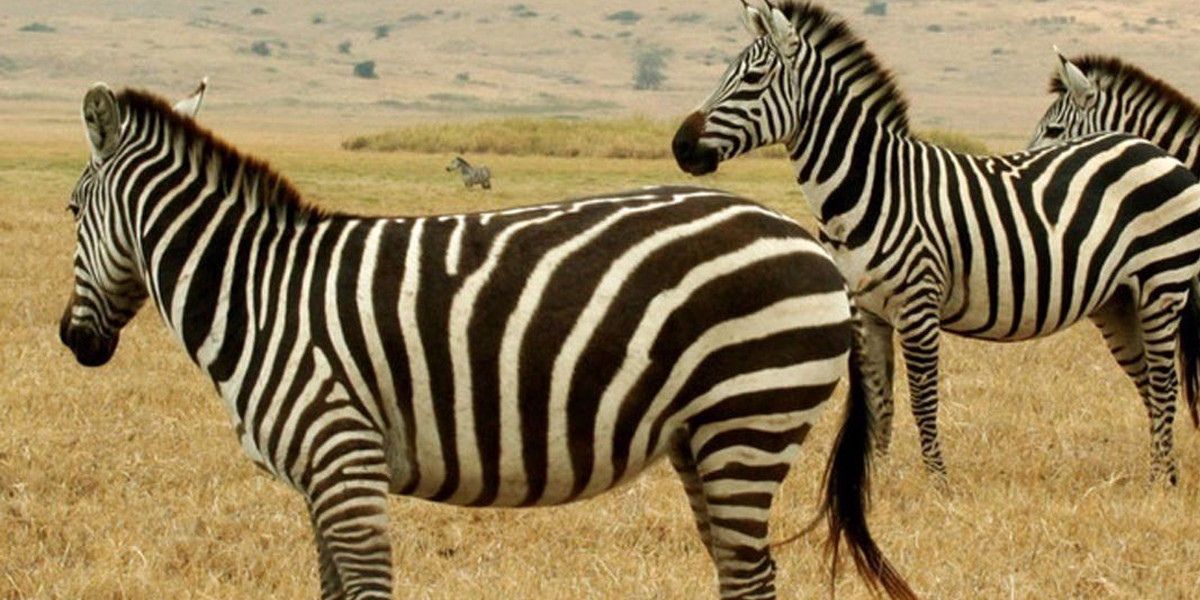 Three zebras stand in Animals are Beautiful People
