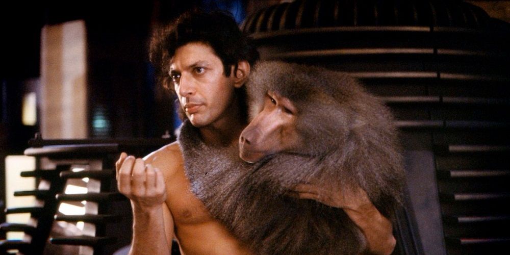 Baboon in The Fly