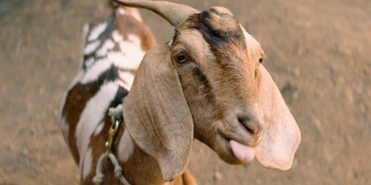 goat experiment in Palm Springs (2020)