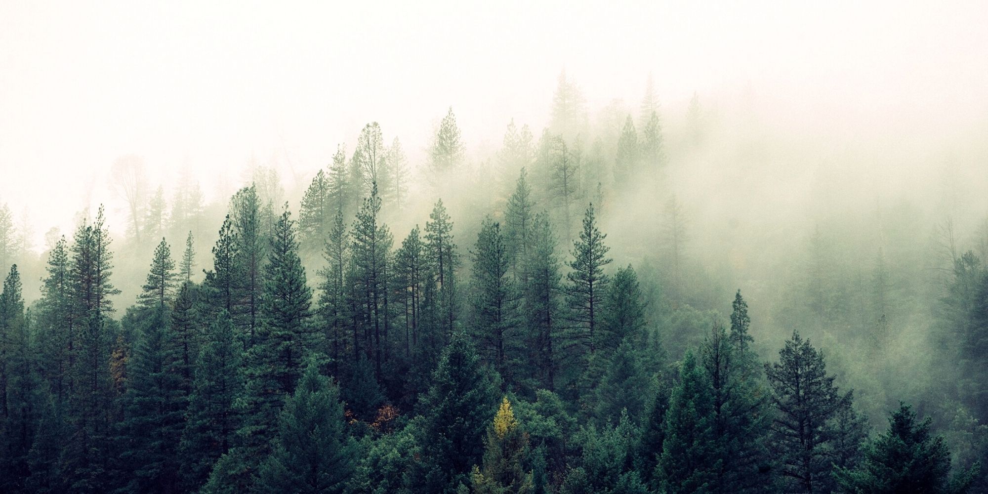 2.Foggy Forest