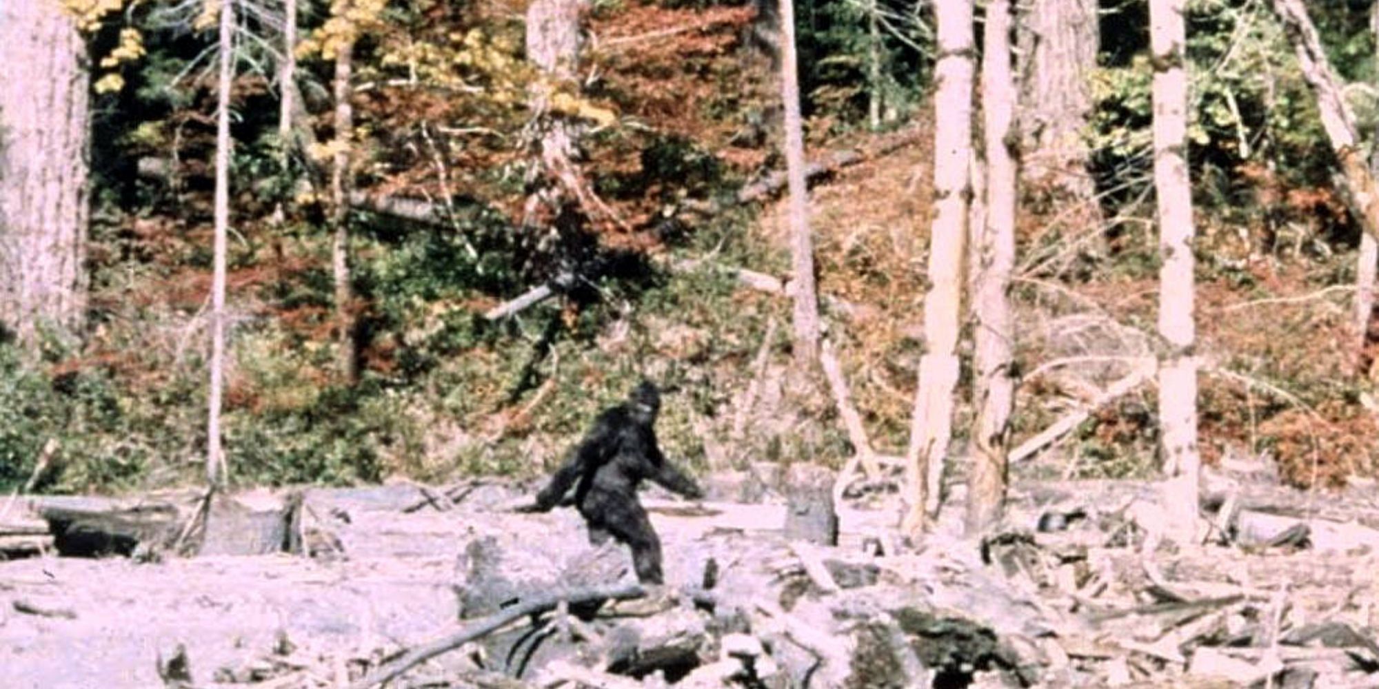 4. Still of Bigfoot from PatteronGimlin Footage