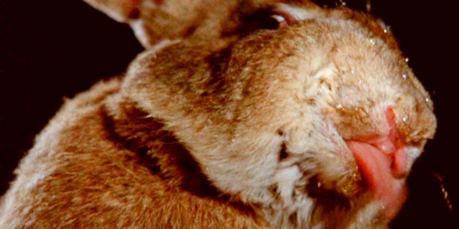 5. Horror Premises Cute Killer Animals