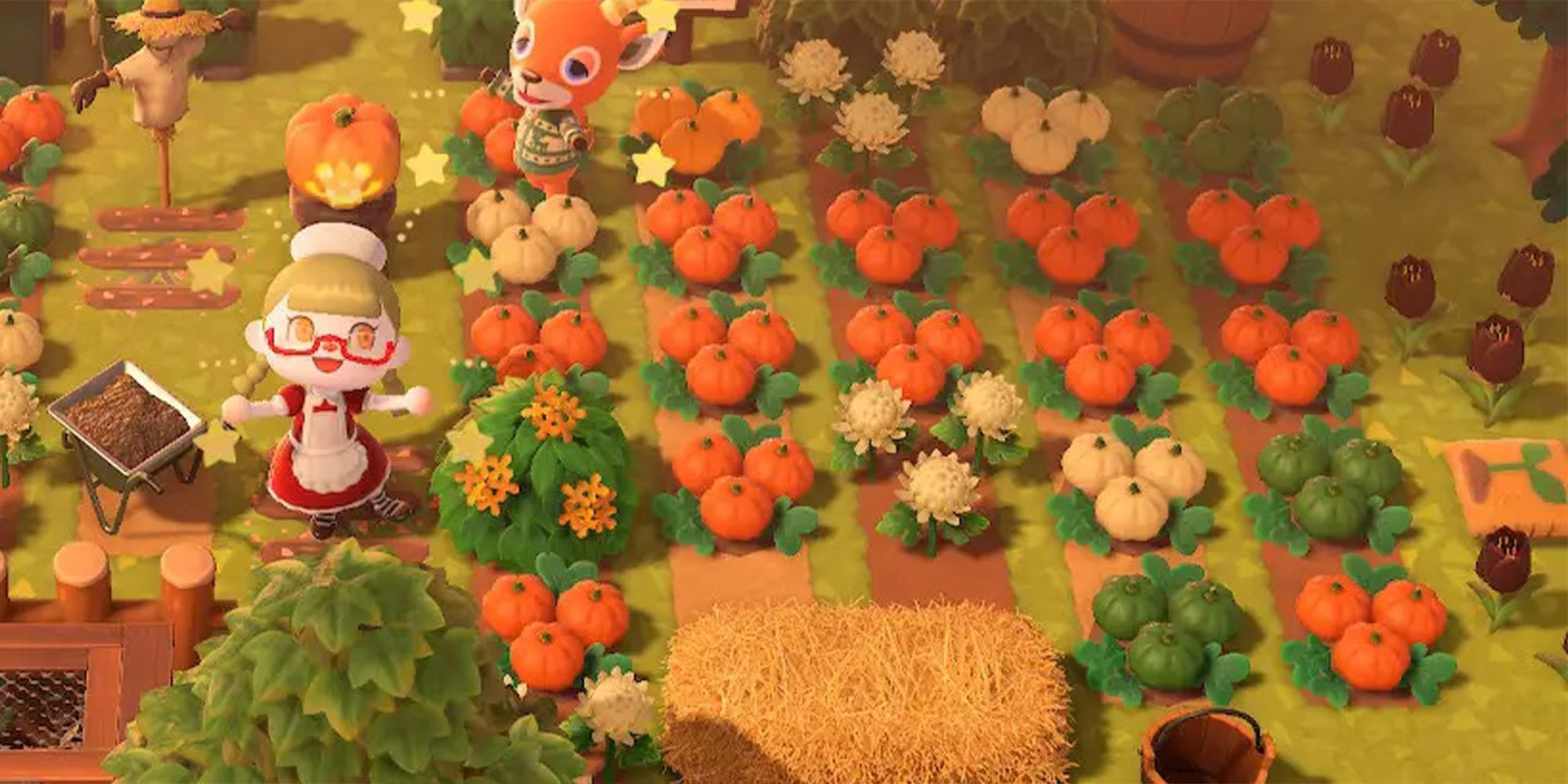 A pumpkin batch in Animal Crossing New Horizons 