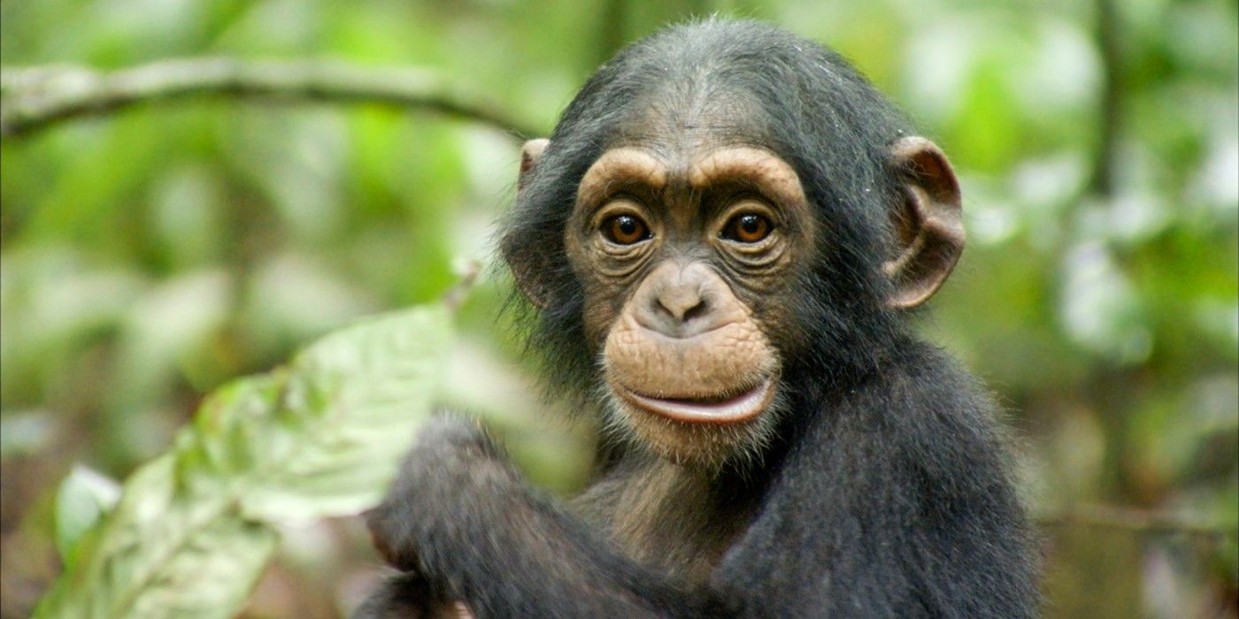 A baby chimp looks at the camera.