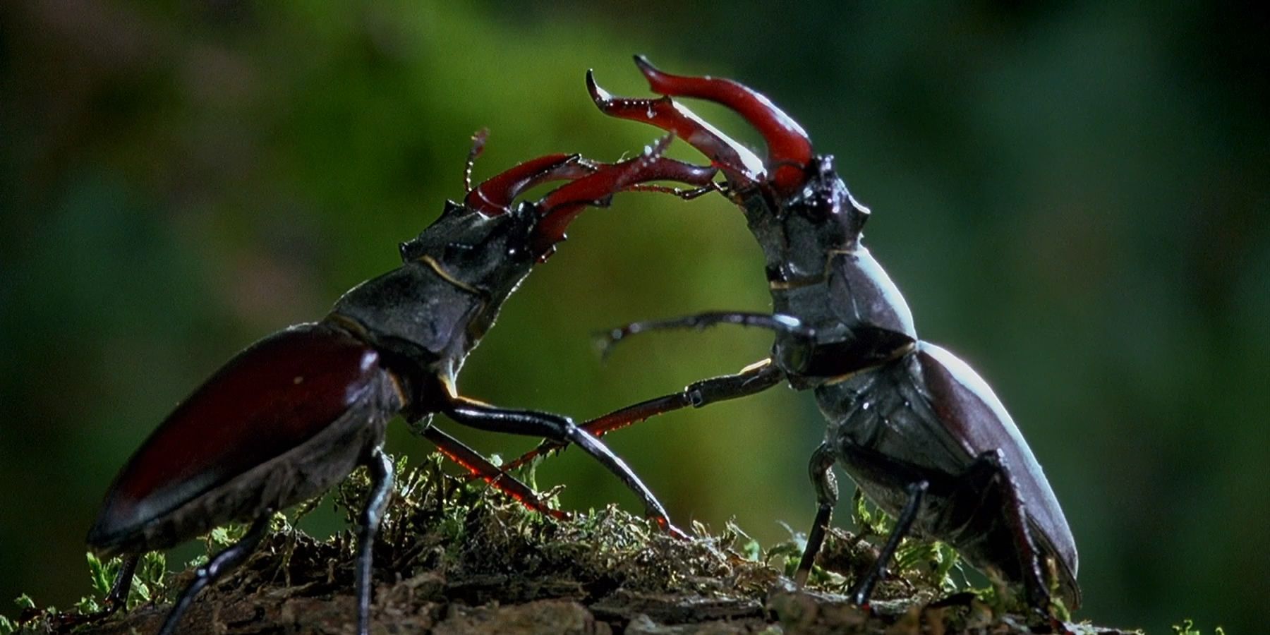 beetles fighting
