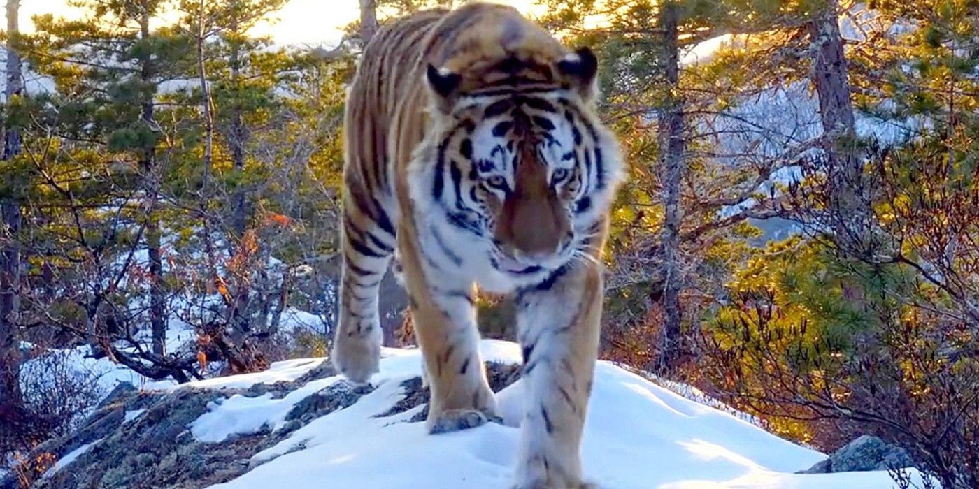 A tiger walking on Snow in the middle of a forest in Our Planet.