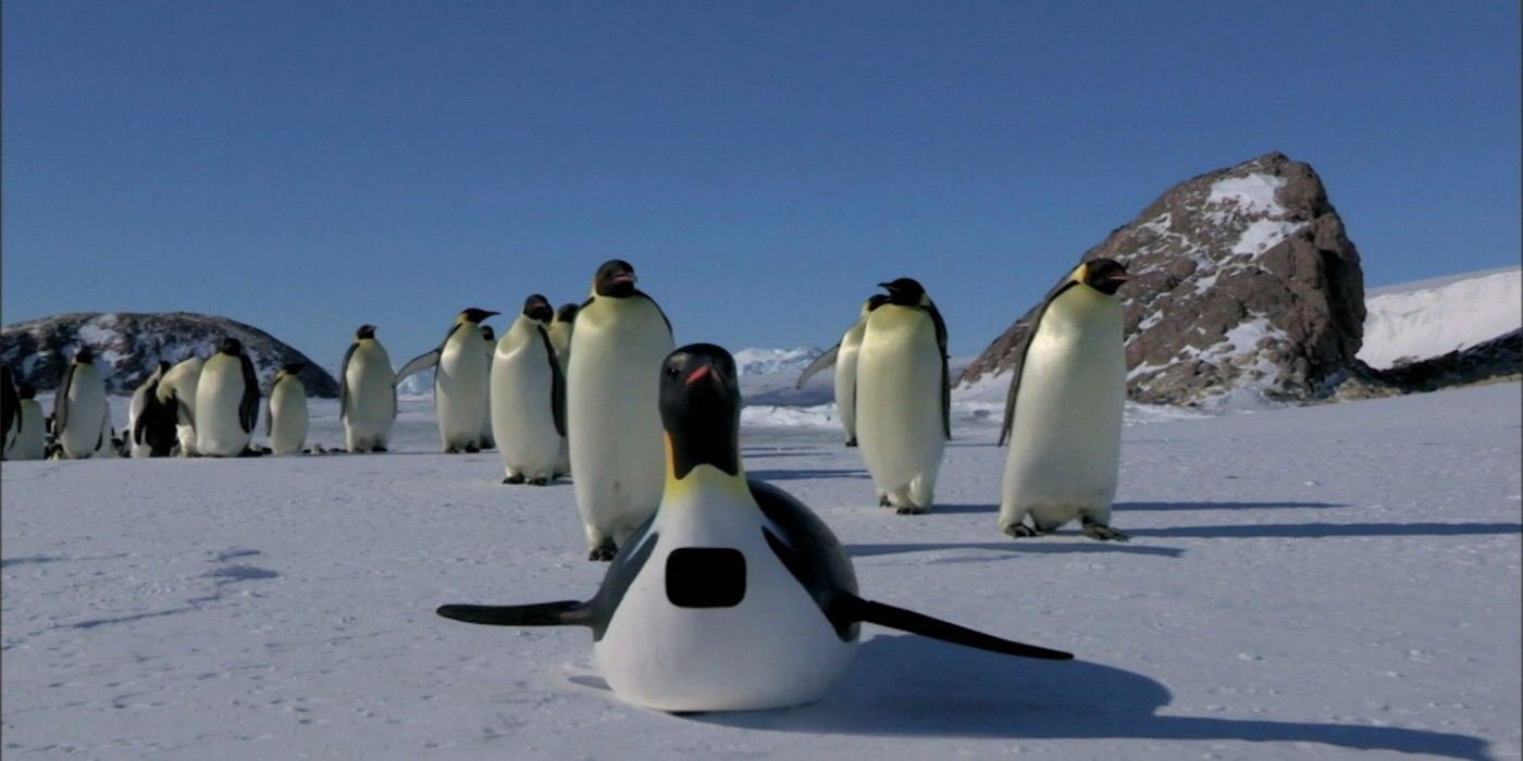 Penguins Spy In the Huddle