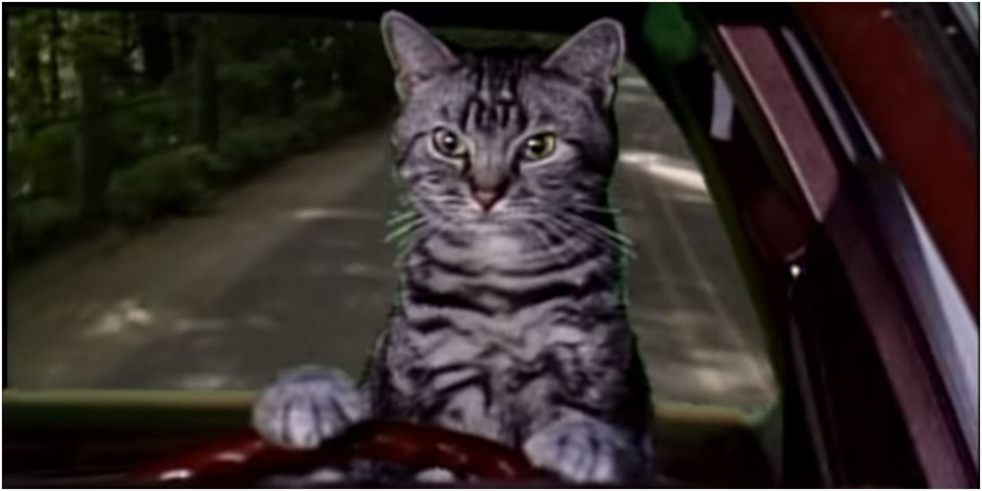 A screenshot of Toonces driving a car from Saturday Night Live