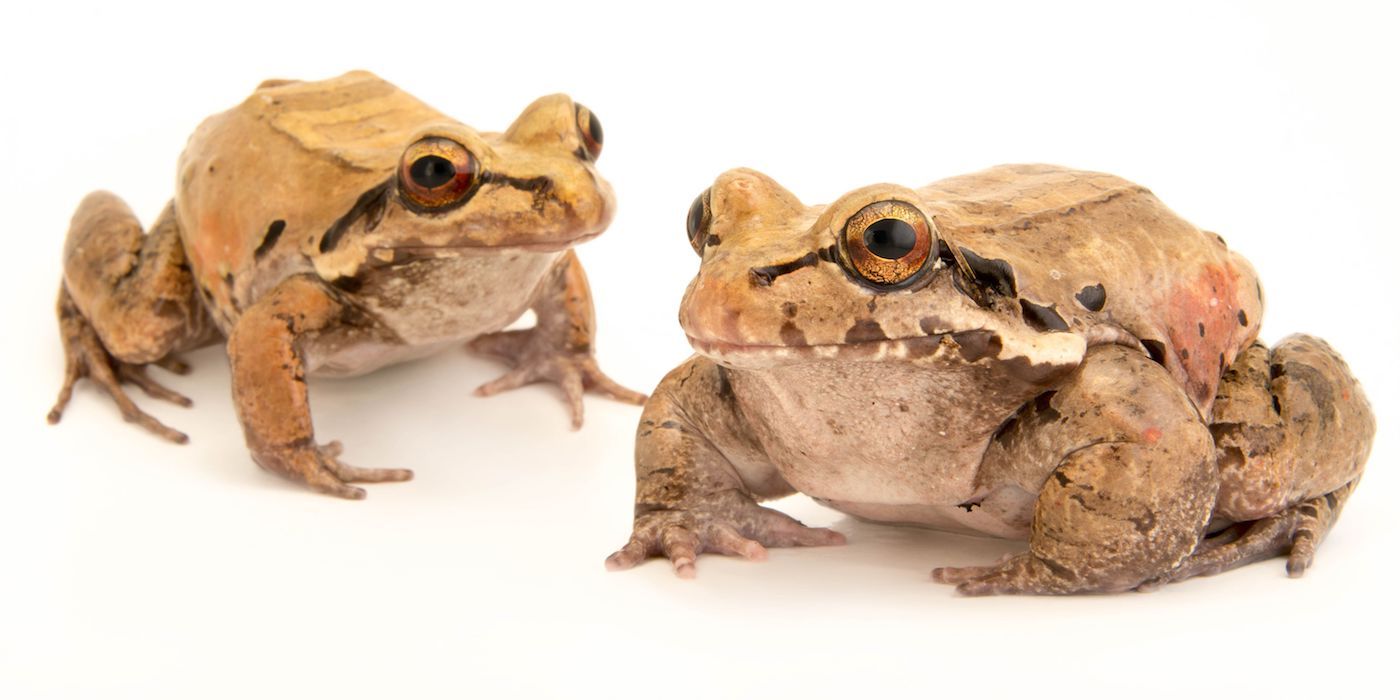 The Photo Ark Frogs