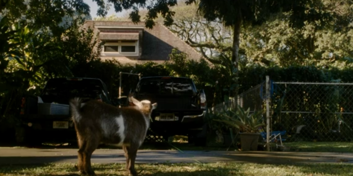 The Descendants (2011) pet goat