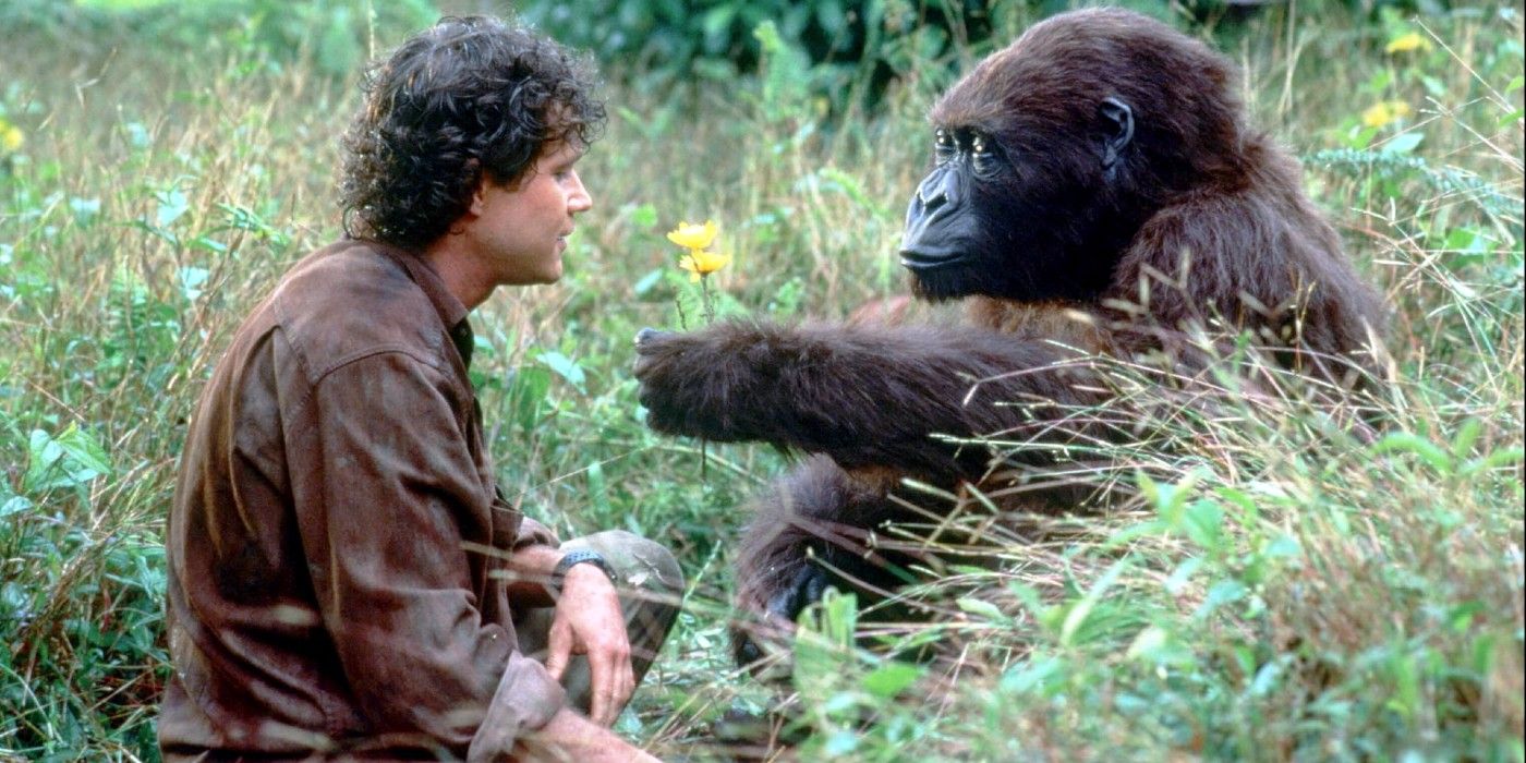 Dylan Walsh and a Gorilla sitting in grass in Congo (1995)