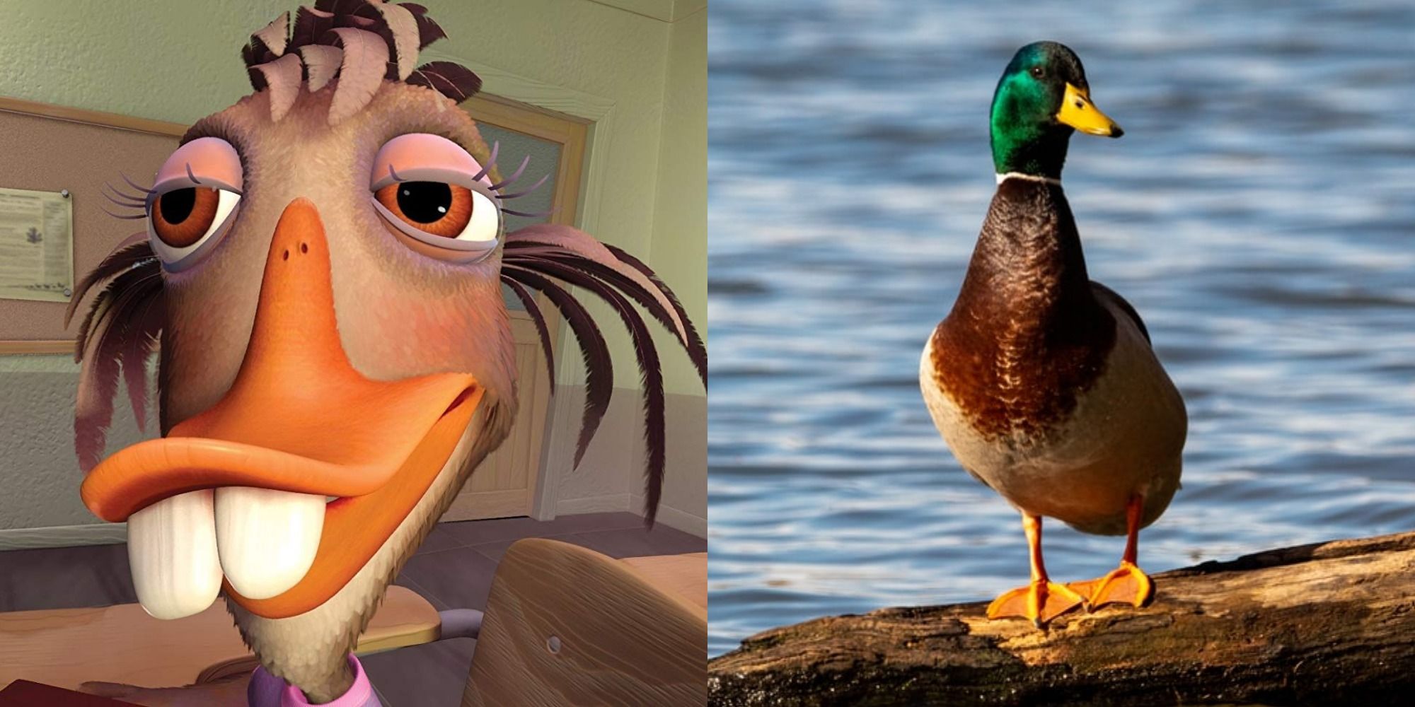 A side-by-side comparison of Abby Mallard from Chicken Little (2005) and an actual mallard