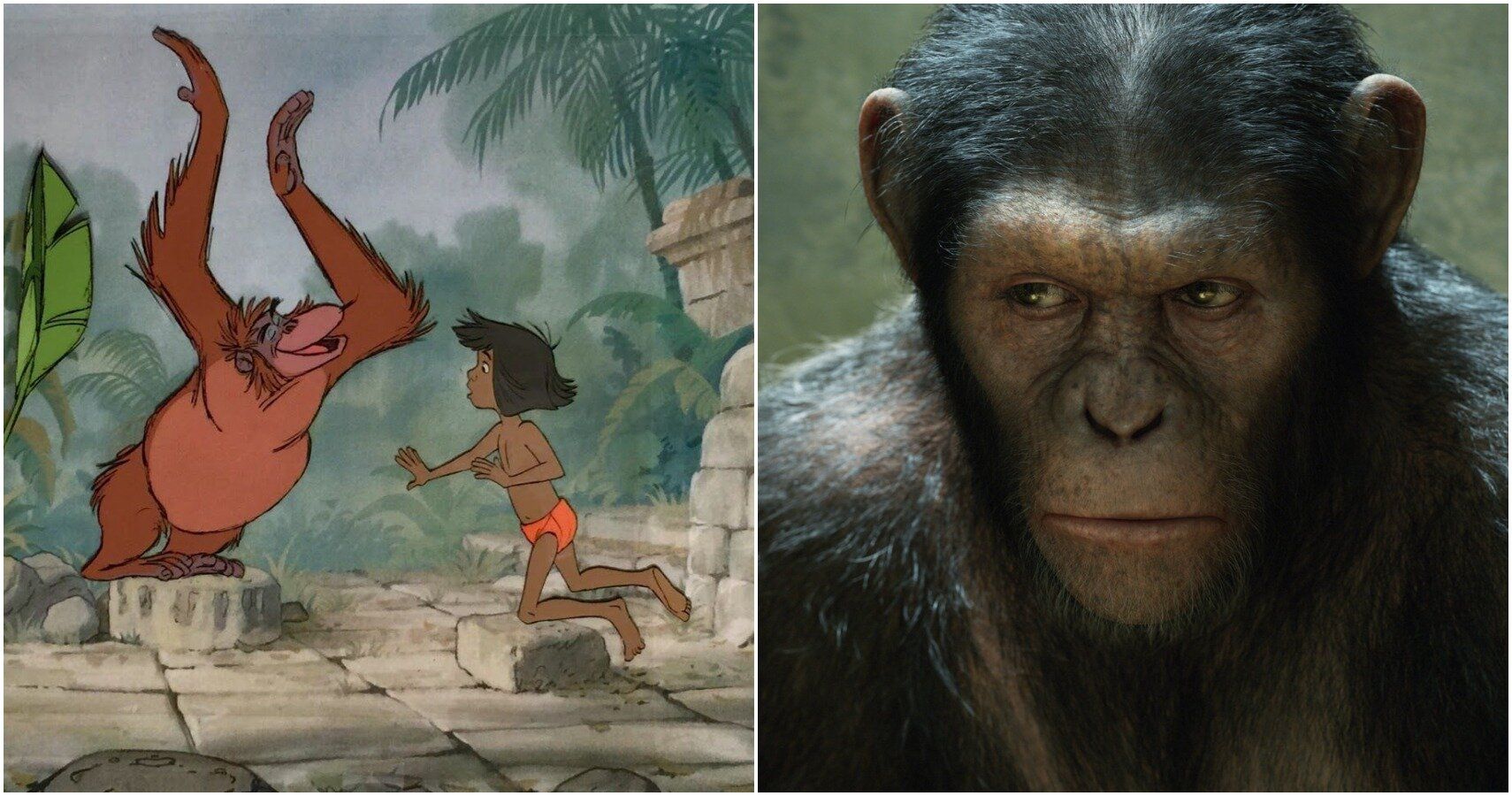 Monkey Business: 10 Best Monkeys In Movie History, Ranked