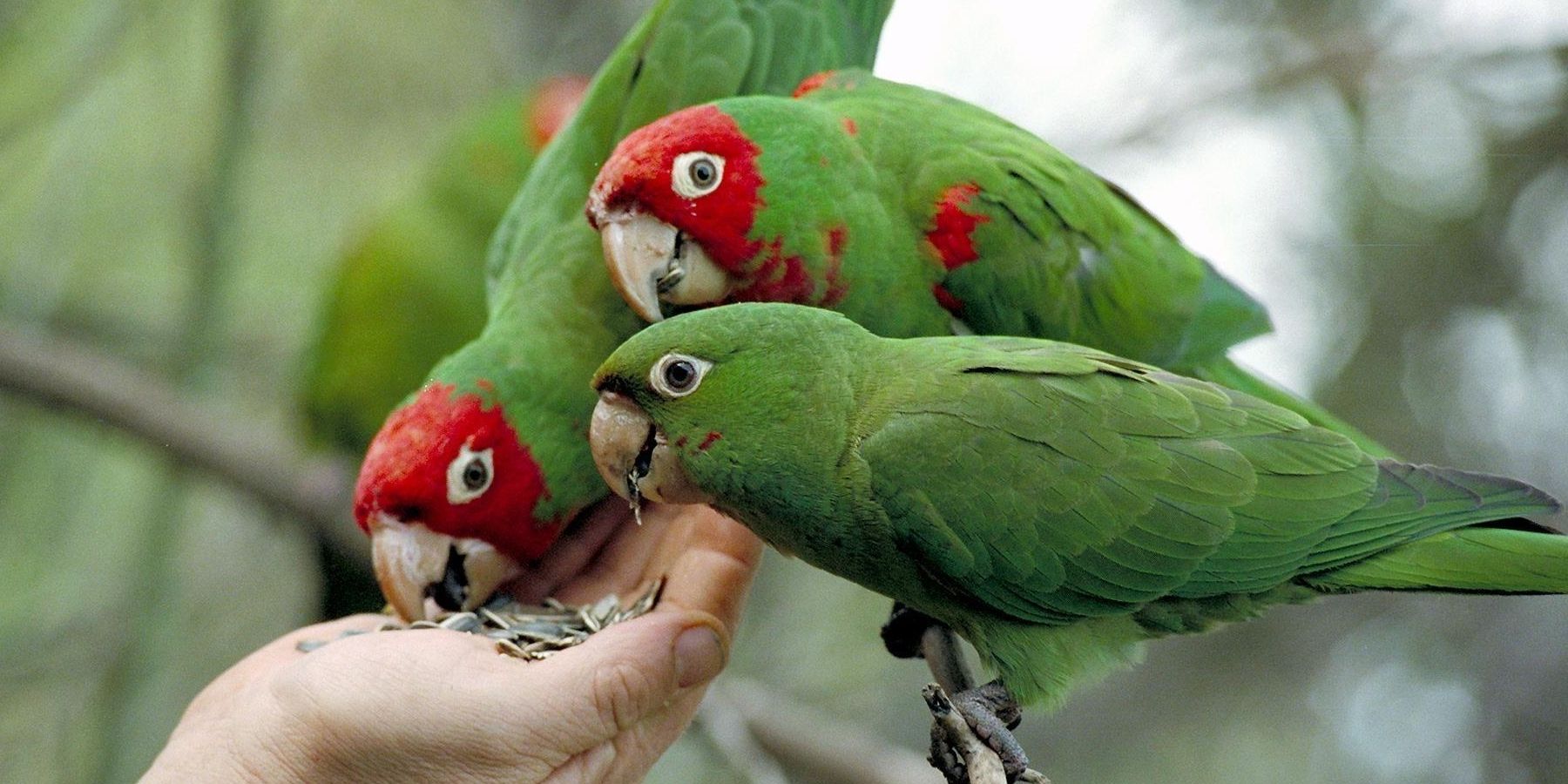 parrots eating seeds out of hand