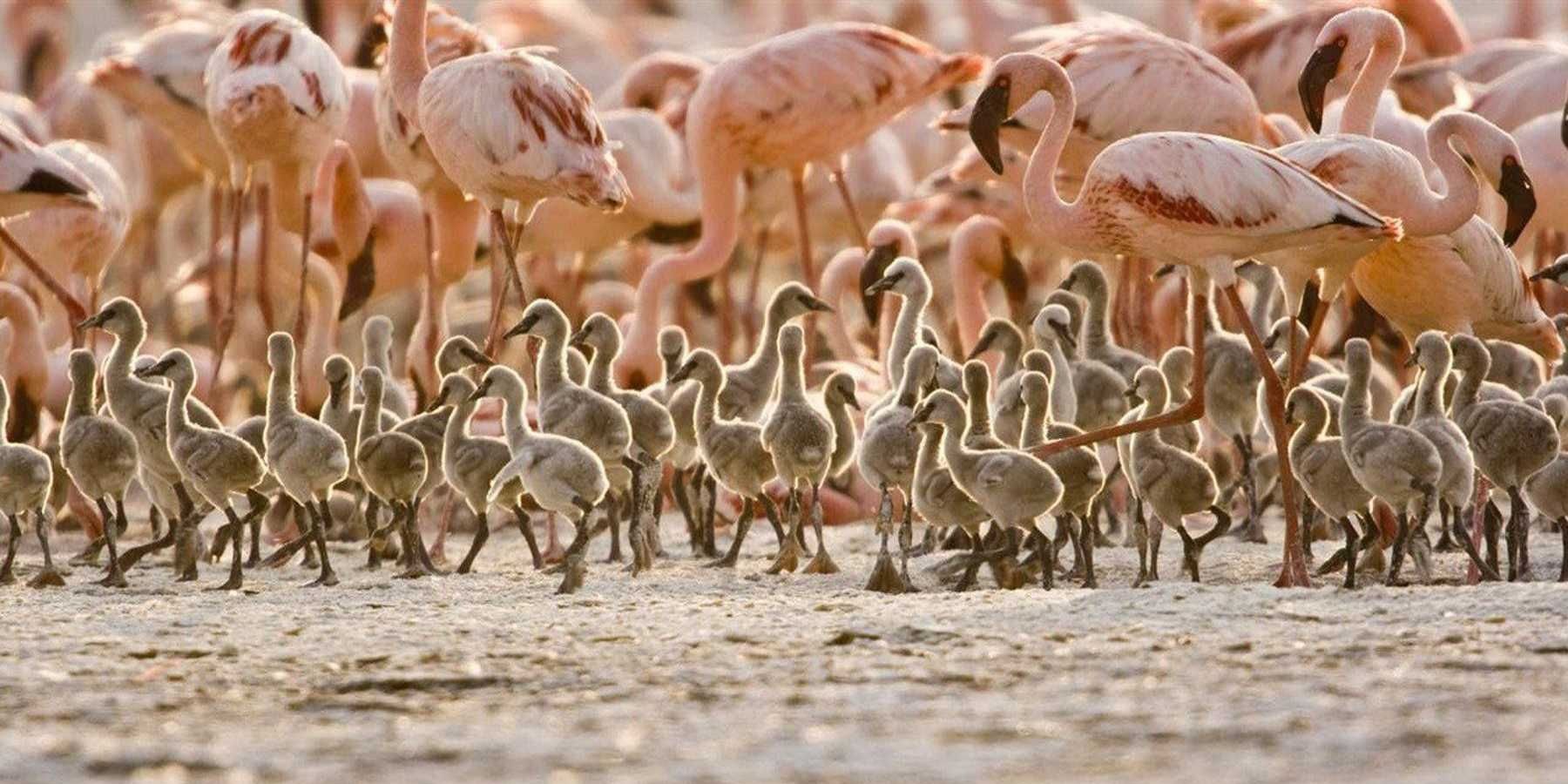 flamingos with babies