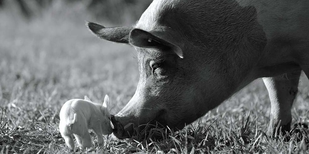 A sow and her piglet in Gunda
