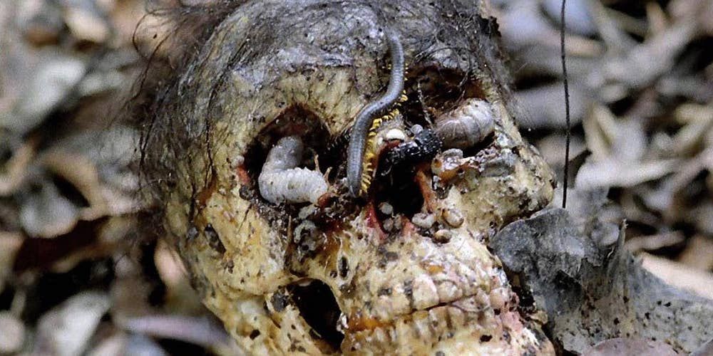 A human skull is crawling with bugs and worms in Cannibal Holocaust.