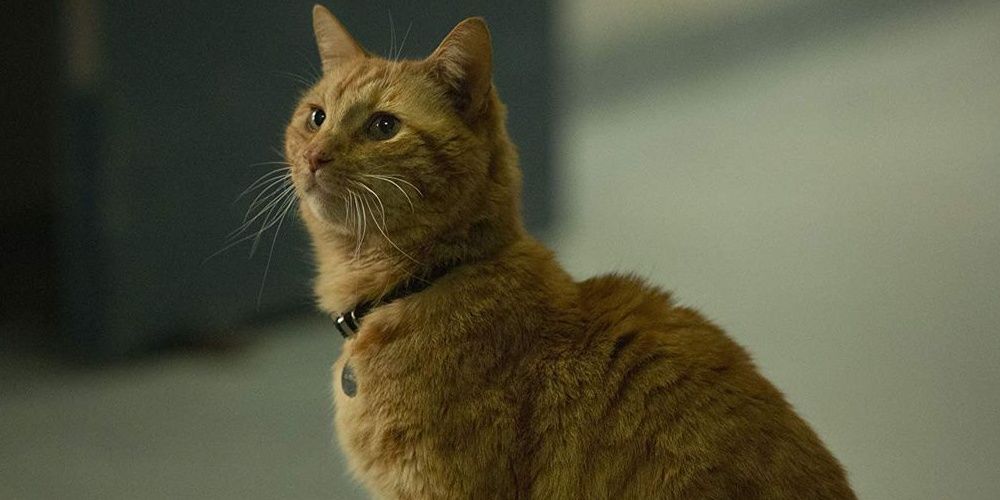 Goose in Captain Marvel.