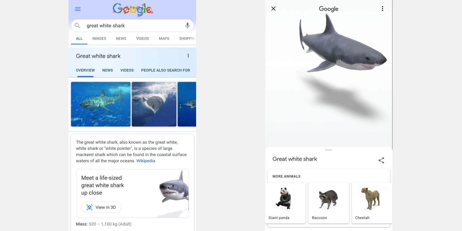 Great white shark Google search results and 3D AR viewer