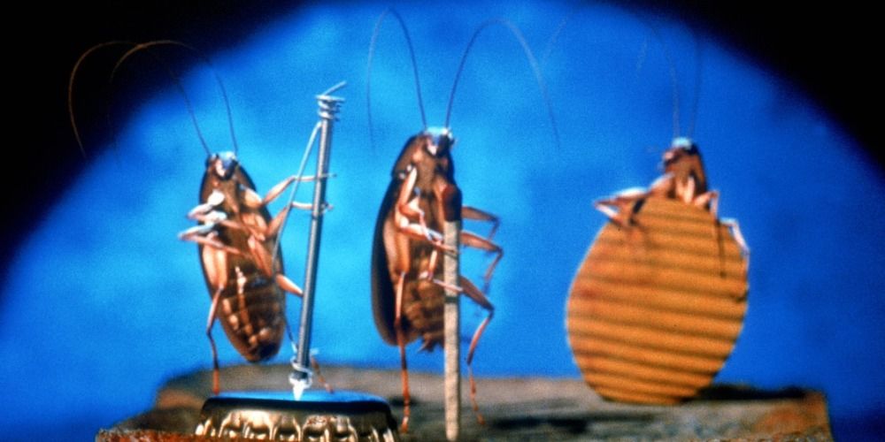 The 5 Cutest (& 5 Most Disturbing) Talking Animal Movies