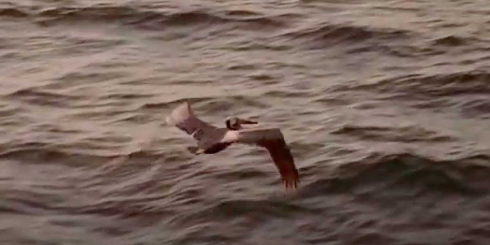 The pelicans flying at the end of Jurassic Park.