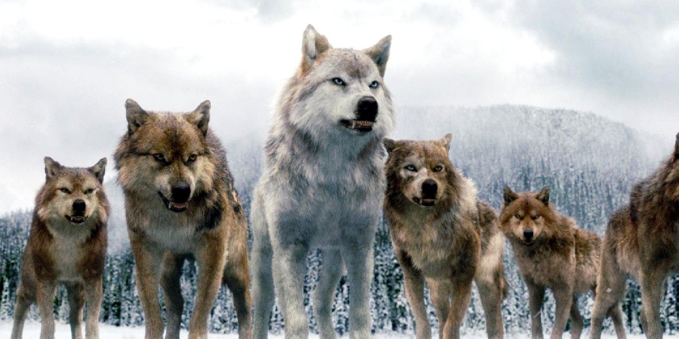 The werewolf pack in Twilight