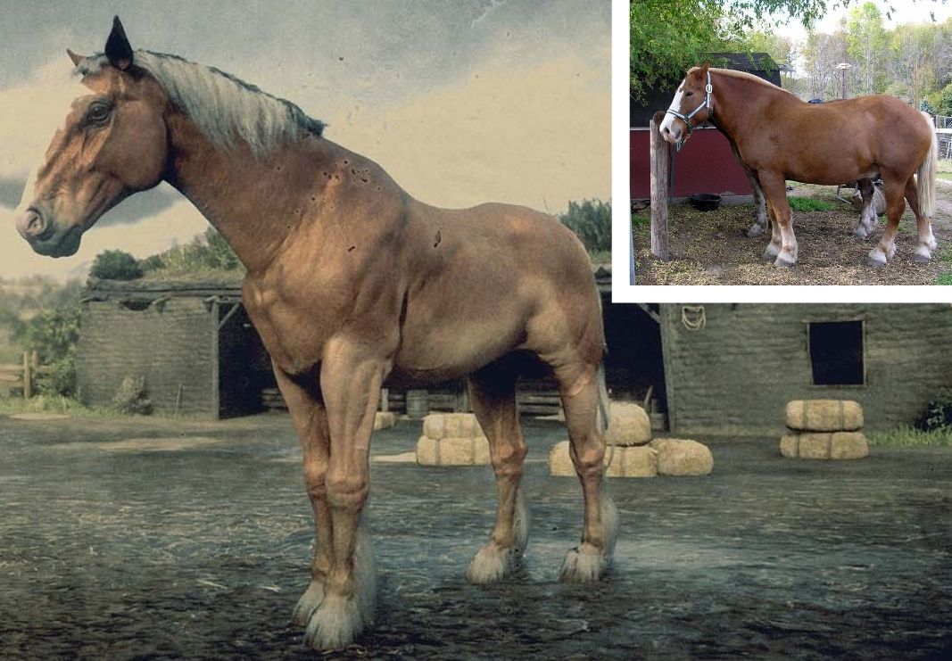 RDR2 Belgian Horse standing outside a stable and a photo of real Belgian Draft in corner