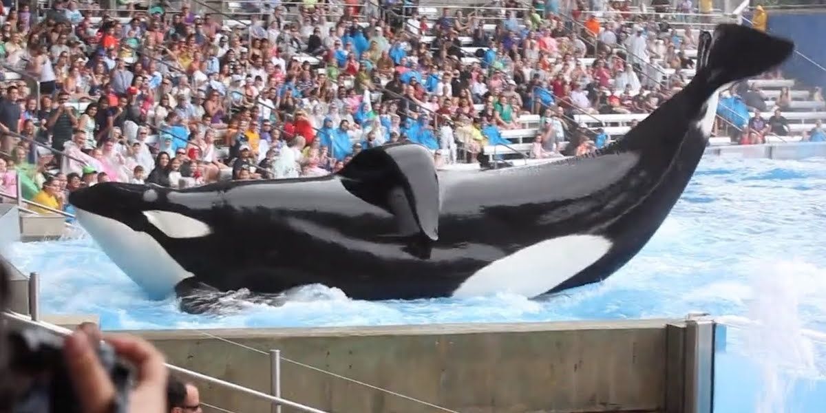 killer whale with crowd at seaworld